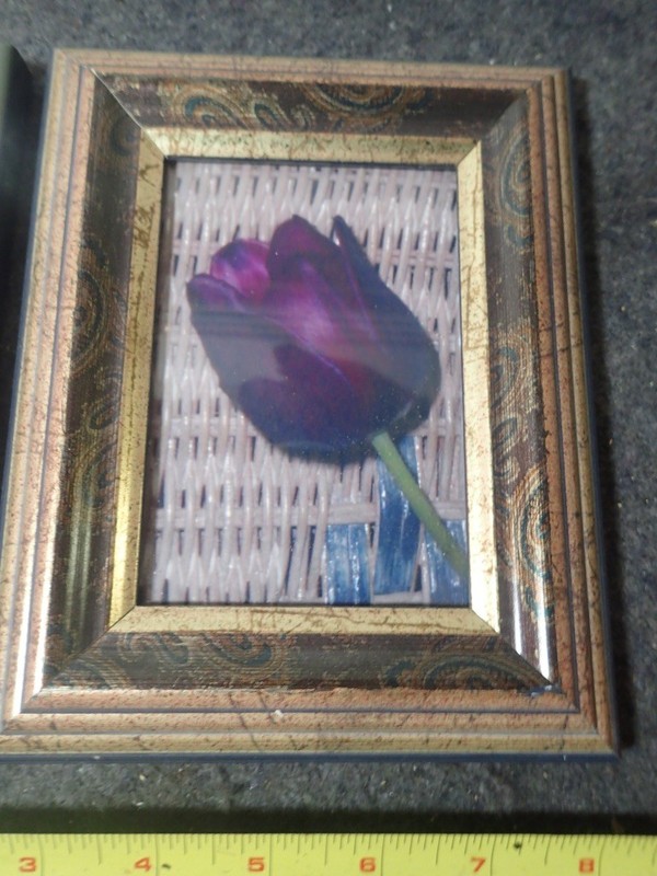 Variety Lot (3) Tulips Flower Photo Prints Wood Frames Contemporary Wall Decor gallery
