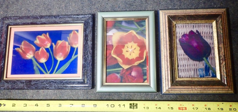 Variety Lot (3) Tulips Flower Photo Prints Wood Frames Contemporary Wall Decor