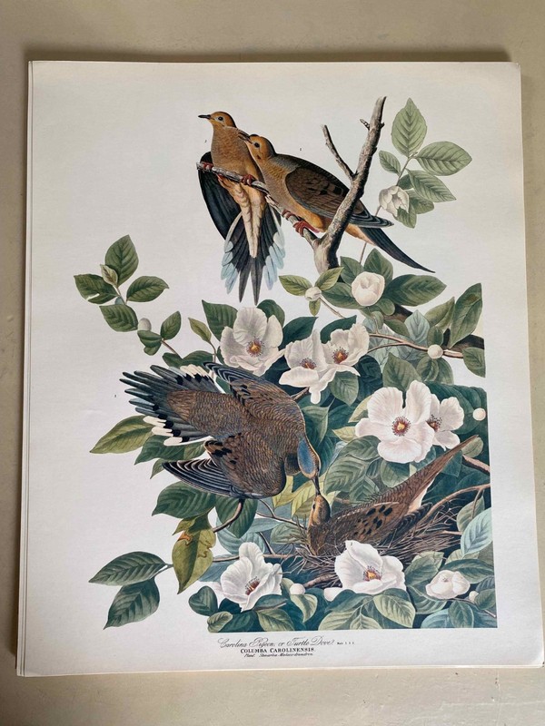 Vintage Audobon Turtle Dove 14 x 17 High Quality Print- Great for Framing!