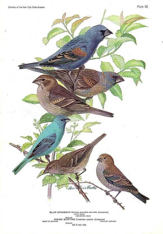 1936 Vintage FUERTES BIRDS #86 «INDIGO BUNTING, BLUE GROSBEAK» Plate Lithograph