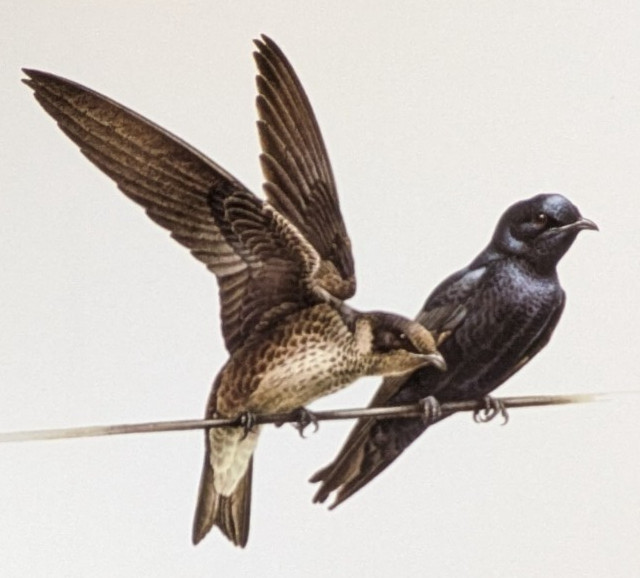 J F Lansdowne Bird Art PURPLE MARTIN Vintage Bookplate Illustration Print 52