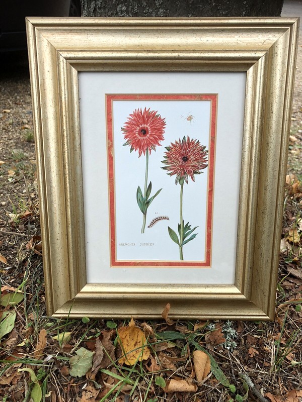 Framed Daniel Rabel Floral Reproduction Poster Print Picture Anemones 22x27 Cms