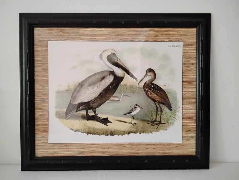 FRAMED THE BROWN PELICAN CARAN - CRYING BIRD - COURLAN STILT SANDPIPER WETLANDS.