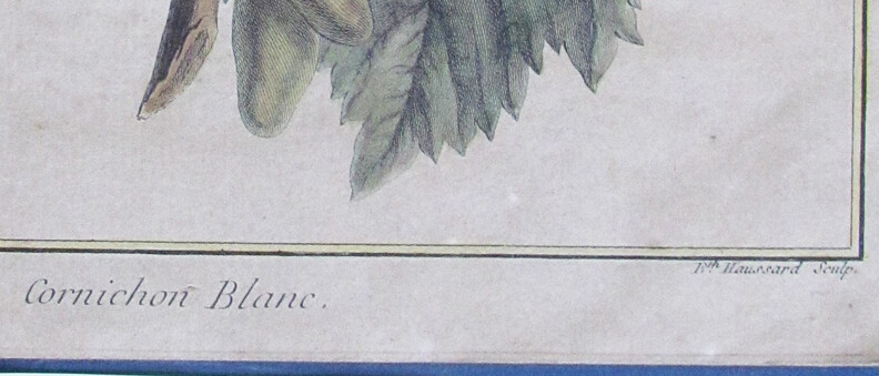 1768 Etching Original NEFLIER ARGOS Fruit plant HENRI DUHAMEL DU MONCEAU Paris gallery
