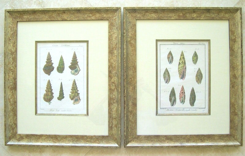 2 Antique Seashell Engraved Prints; Shells: Denis Diderot, Paris 1751-1775