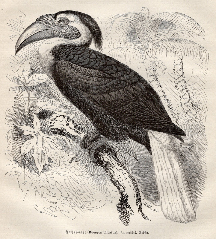 Papuan Hornbill German Antique Print 1882 Bird Wood Engraving Brehms Thierleben