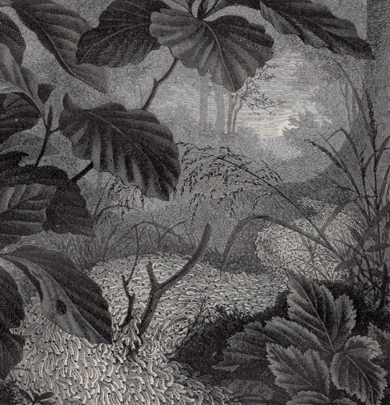 ARMY OF CATERPILLARS – Night Forest March of Larvae 1883 Antique Engraving