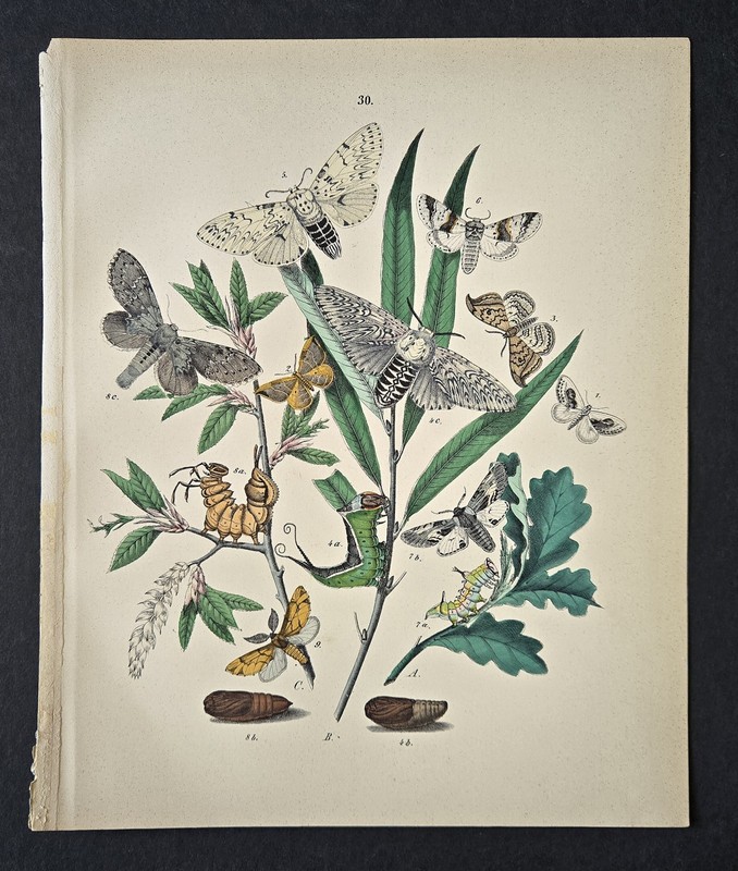 Antique 1889 Chromolithograph Book Plate Print William Kirby - Butterflies Moths