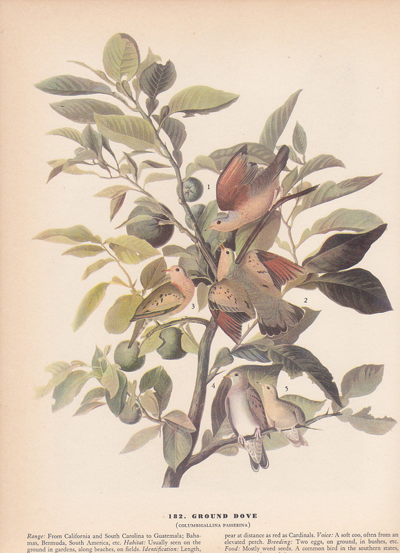 Audubon 1942 Vintage Birds #182 «Ground Doves» Full Color Art Plate Lithograph