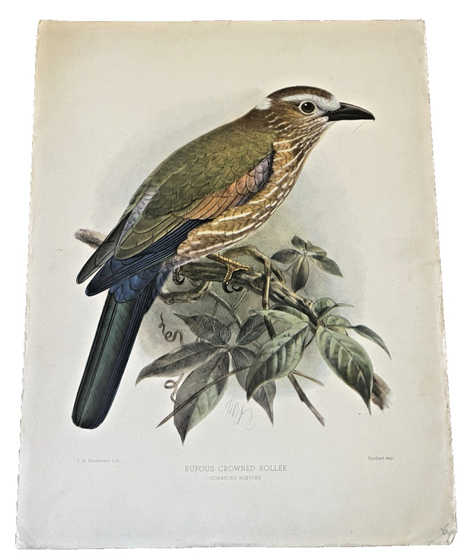 19th Cent Ornithology Lithograph Print J.G. Keulemans Rufous Crowned Roller
