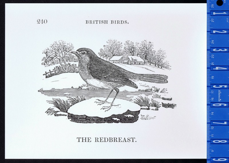 The British «Robin» Redbreast, Thomas Bewick – Bird Print