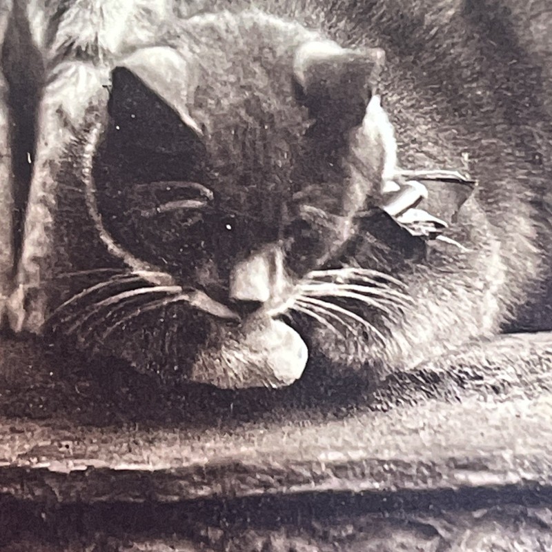 “CATS” “Two Cats” “CLEANING PAW and LOOKING Around” CAT ART PHOTO PRINT KITTENS gallery