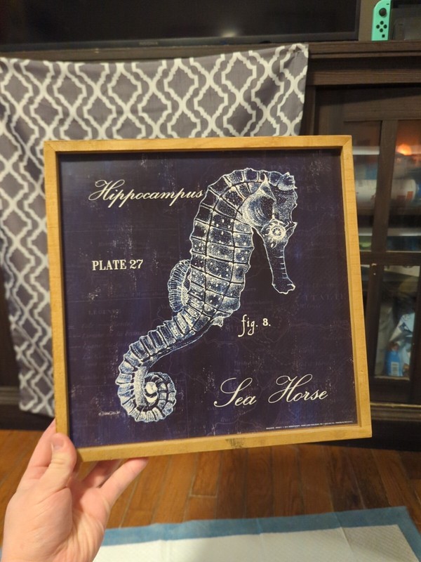 Sea Horse Hippocampus Plate 27 Fig. 8 Framed Print Debbie Dewitt Frame 13" X 13" gallery