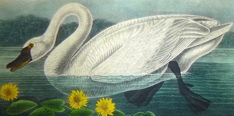 Audubon 1st ed Octavo AMERICAN SWAN Birds of America 1840 original lithograph gallery