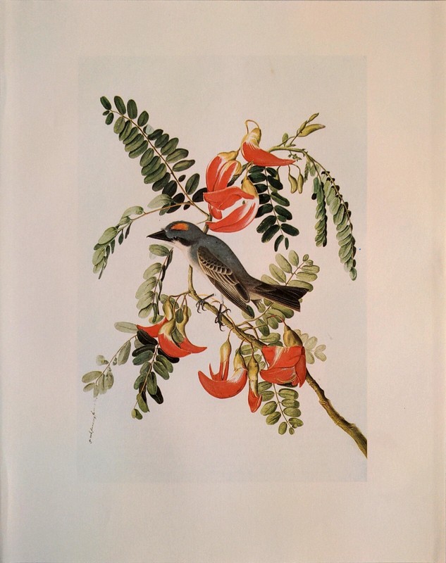 John James Audubon Birds GRAY KINGBIRD Vintage Art Book Plate 358 gallery