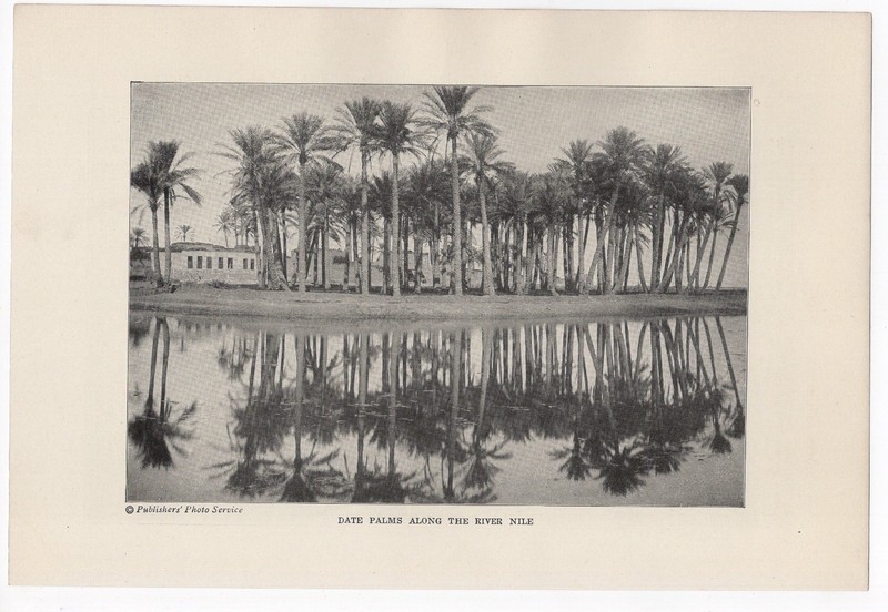 Date Palms Along The Nile & New Jersey Model Dairy Barn 1921 Antique Print gallery