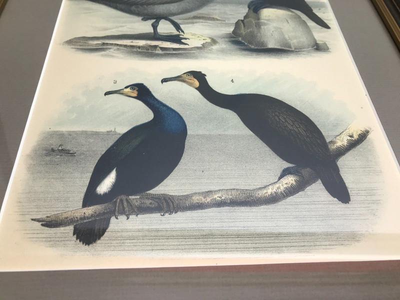 Framed Albatross Lithograph by Theodore Jasper 1881 Colored - Studer's Birds gallery