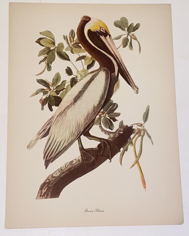 Vintage Audubon John James Birds of America Brown Pelican Lithograph Art Print