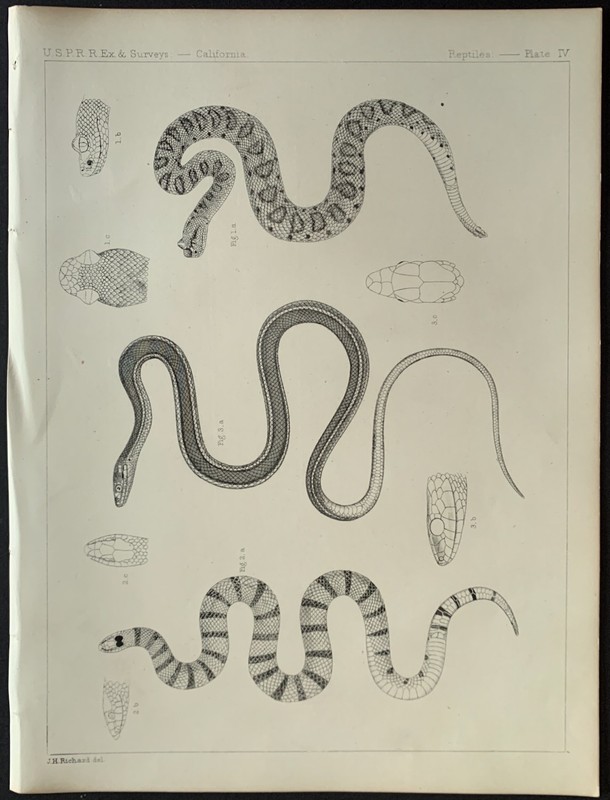 Four Snake Rattlesnake Prints 1855-58 Lithographs - Pacific Railroad Survey gallery