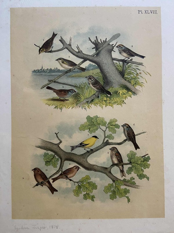 Theodore Jasper – Print from «Birds of North America» – Late 1800’s – PL. XLVIII