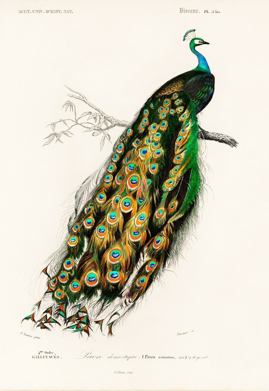 1800’s D’Orbigny Indian Peacock Peafowl 8.5×11 Reproduction Excellent