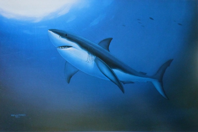 Wyland Studios GREAT WHITE shark 1992 vintage art print Nature Ocean sharks art