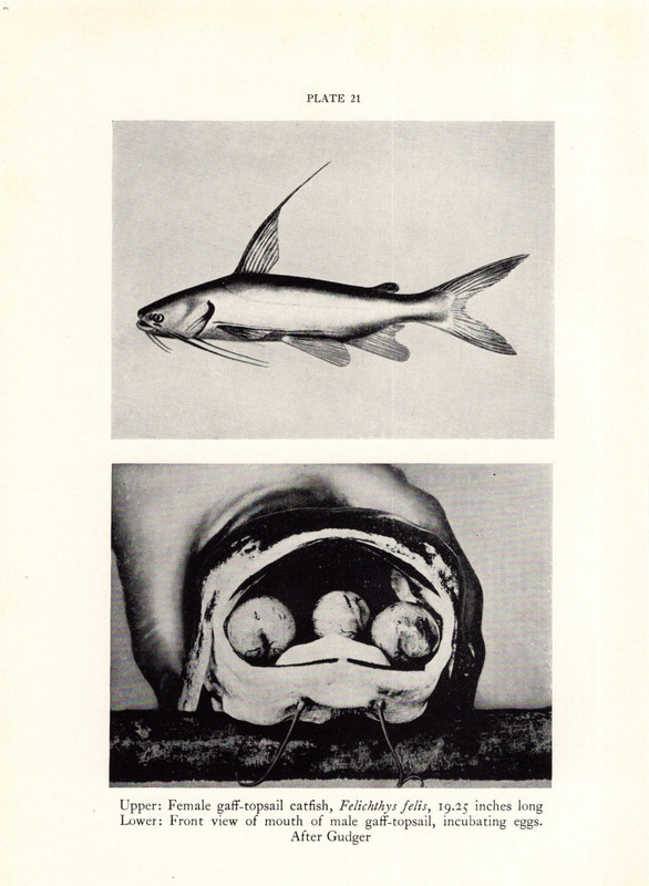 1938 Vtg Fish Print – Female Gaff Topsail Catfish, Eggs, DOUBLE SIDED PRINT