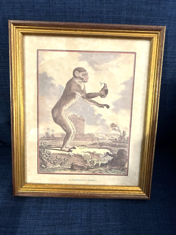 Jacques Eustache de Seve Monkey Etching Print Le Pitheque Vu Debout Antique