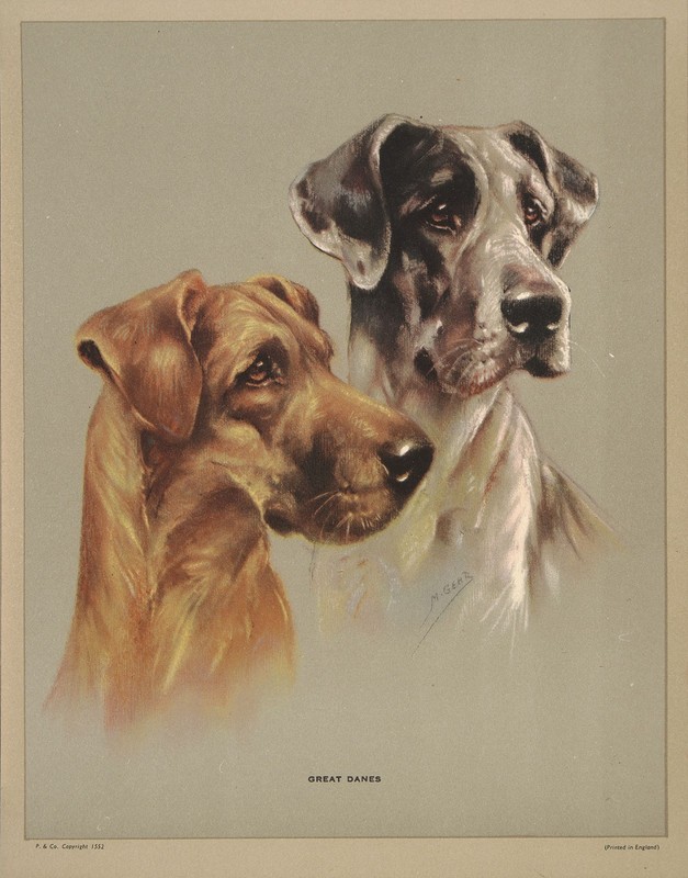 MABEL GEAR Vtg Rare 1935 Sm Version Halftone Print GREAT DANES, Pritchard & Co.