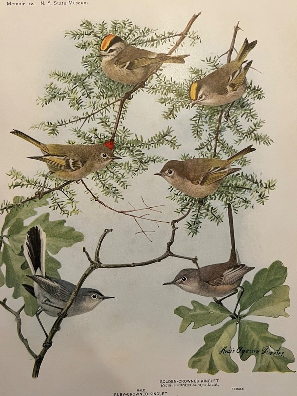 Birds of NY Golden Crowned Ruby Kinglet Blue-Gray Gnatcatcher Color Plate Print