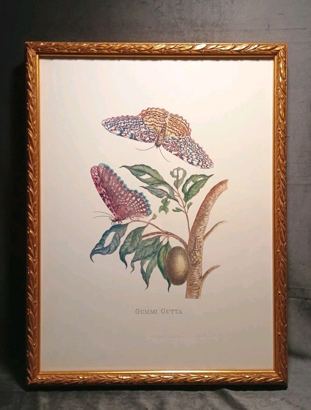 GUMMI GUTTA Large Gold Frame Butterfly Botanical Art Print Sibylla Merian 21×25