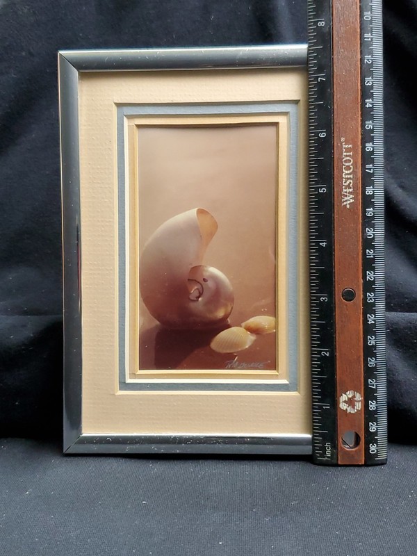 Ruth Burke Original Photo Nautilus Sea Shells Seabrook TX Signed Framed Art gallery