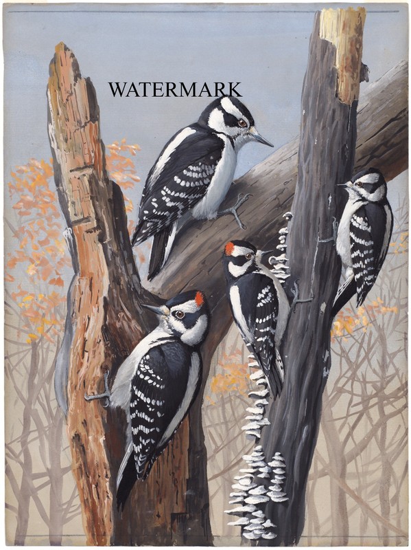 1920s Louis Agassiz Fuertes REPRO Bird Plate 49 Hairy Woodpecker, Downy Woodpeck