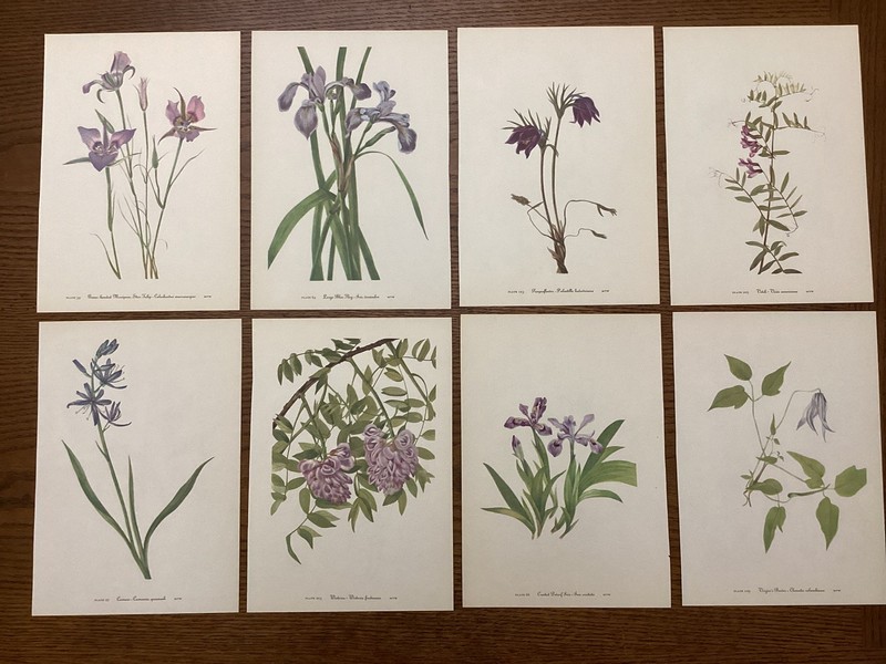 Vintage MCM 1953 Mary Walcott PURPLE Botanical Flower Prints lot of 8 A