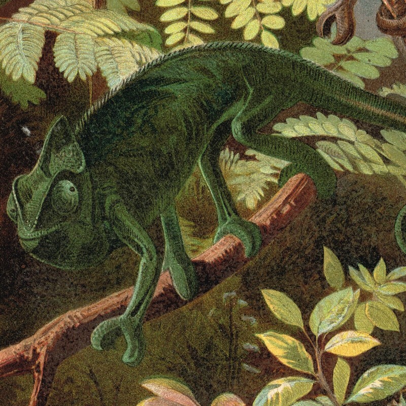 Chameleon 🦎 Print Antique Chromo Lithograph Print 1898 Lizard Geckos