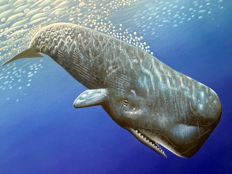 Tom Leonard Sperm Whale Original Art Paining, Signed, Acrylic on Board, Unframed gallery