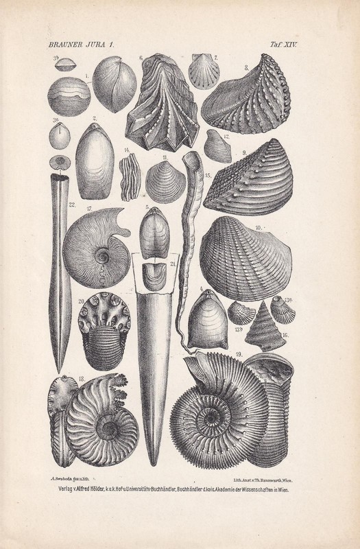 1900 AMMONITES & FOSSIL SHELLS Print – Jurassic Period – Art – 6.4 x 9.5 Inches