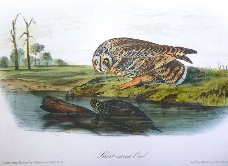 Audubon 3rd ed Octavo SHORT EARED OWL Birds of America 1859 original unique