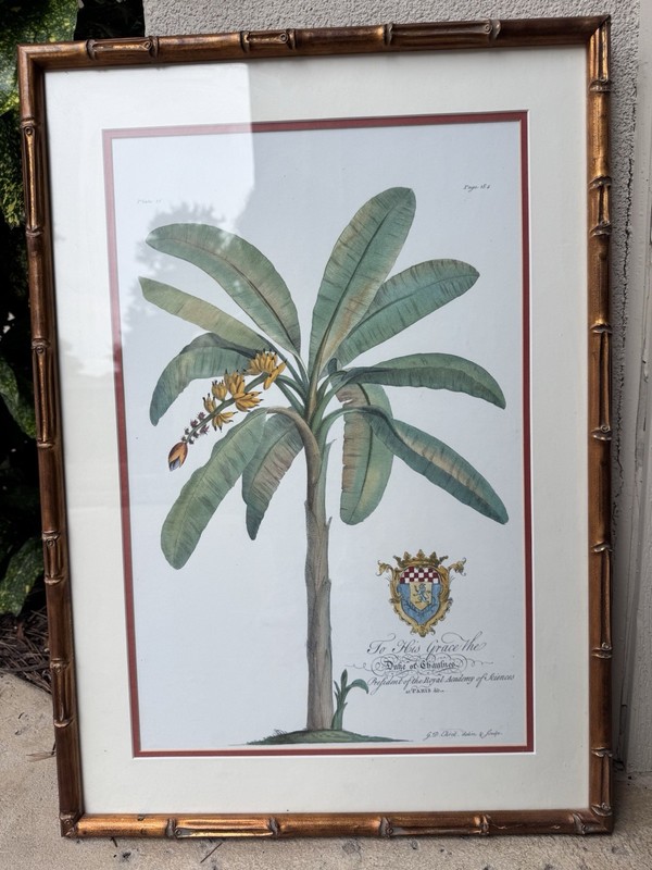 Set of 4 Bamboo Framed & Matted Botanical Prints by Georg Dionysius Ehret. gallery