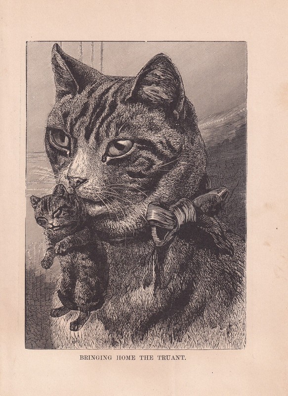 Cat Carrying Kitten Antique Art Print 1881