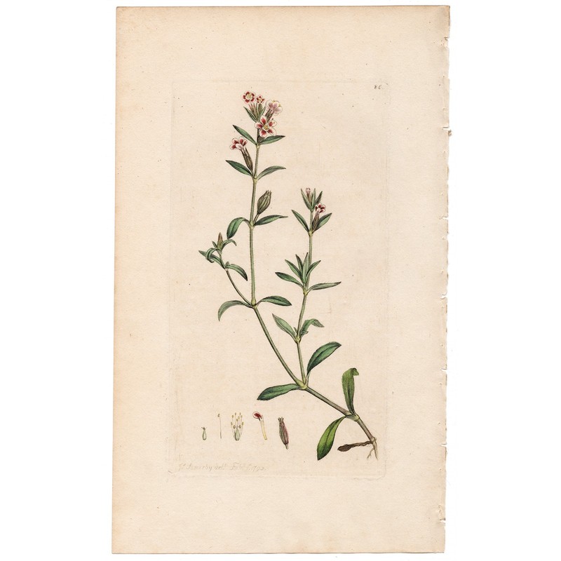 Antique 1793 Sowerby English Botany handcolored engraving 86 Variegated Catchfly