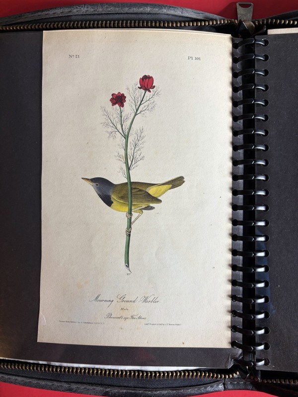 Audubon Birds Of America 1st Edition Print 1840 Octavo- Warbler- Authentic