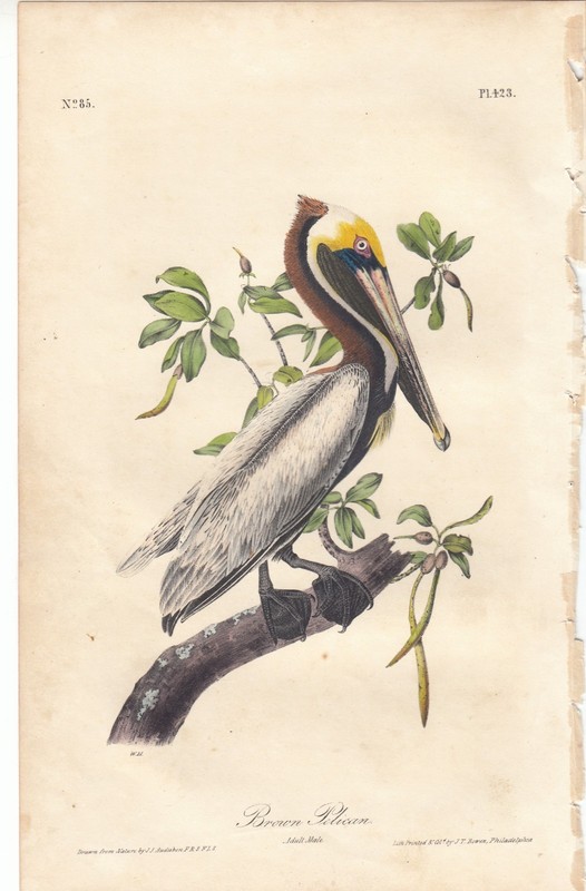 1st Ed. Audubon Birds Of America Print 1840: BROWN PELICAN (Adult). 423
