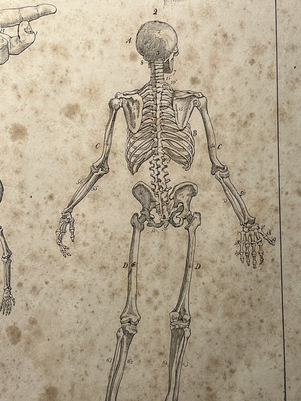 ANTIQUARIAN LITHOGRAPH 1833 SKELETON SKULL ANATOMY ANTHROPOLOGY BONE gallery