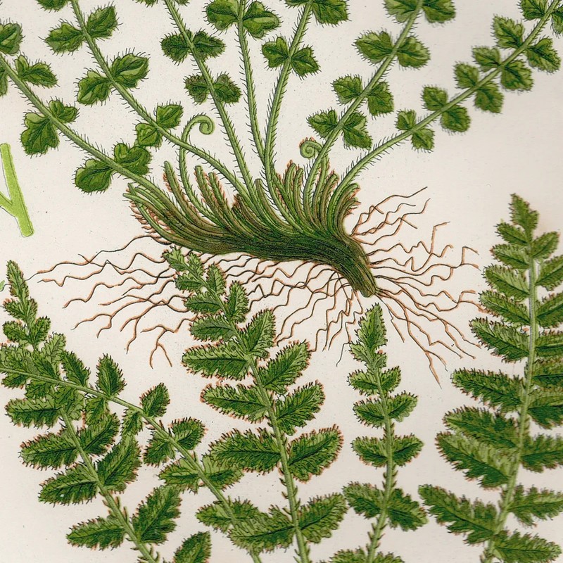 Antique 1860 Anne Pratt botanical print Flowering Plants 279 Woodsia Fern gallery
