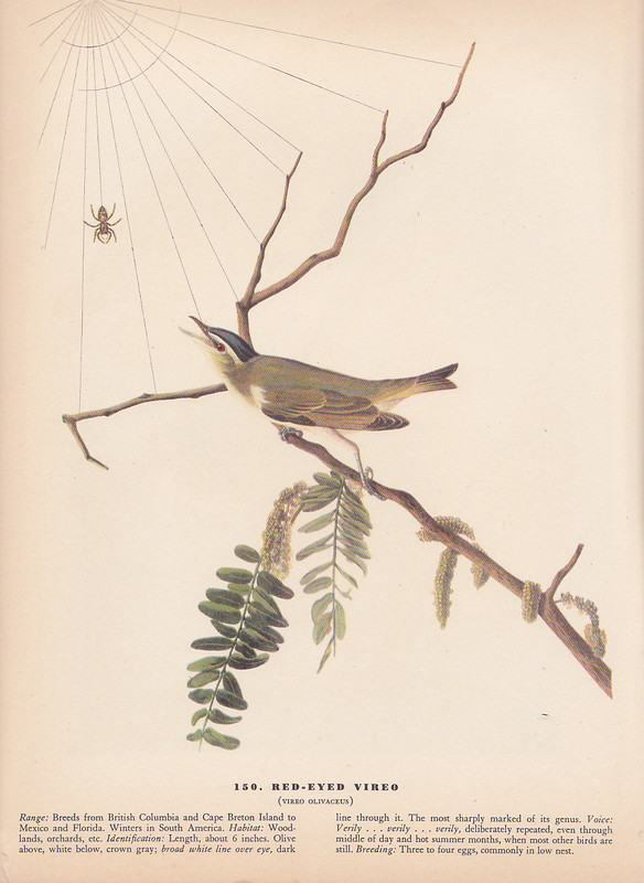 Audubon 1942 Vintage Birds #150 «RED Eyed Vireo & Spider» Color Art Plate Litho