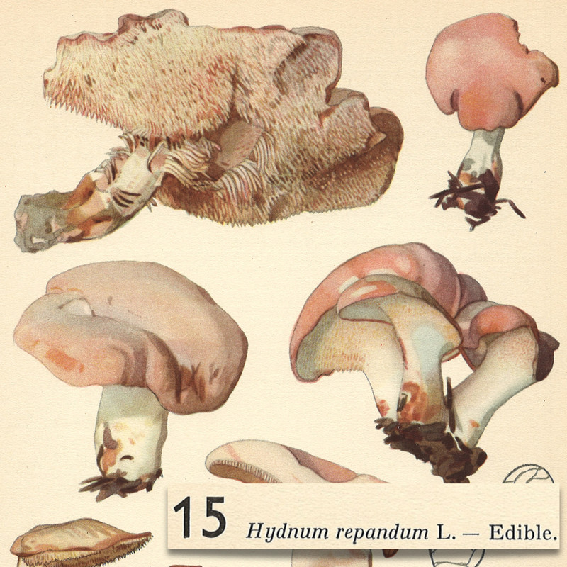 MUSHROOM Fungus HEDGEHOG Pig’s Trotter Sweet VTG Lithograph Print Otto Uzak 1951