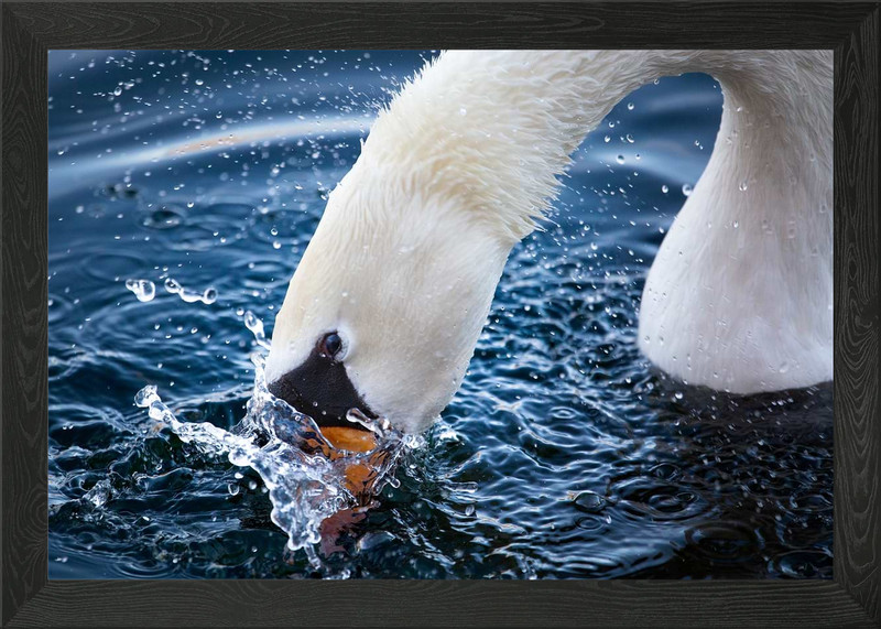 The Dive – Mute Swan in Motion Framed Wall Art Poster Canvas Print Picture