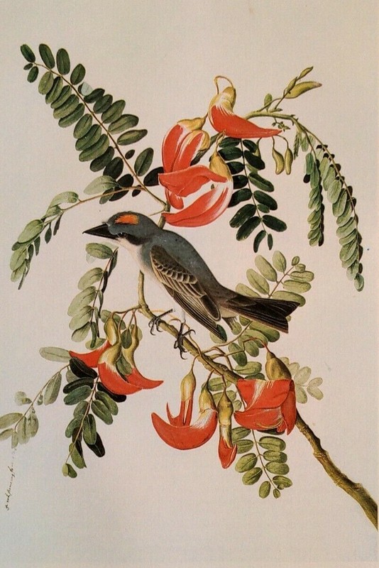 John James Audubon Birds GRAY KINGBIRD Vintage Art Book Plate 358 gallery