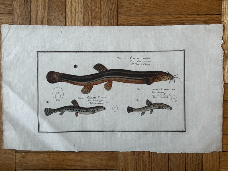 Marcus Elieser Bloch General History of the Fish Hand Colored Engraving 1781